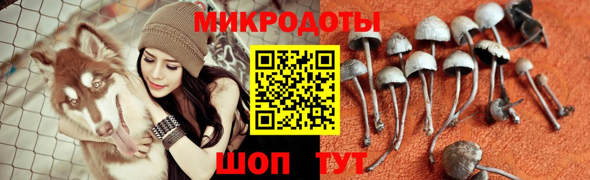 Галлюциногенные грибы Cubensis Гатчина